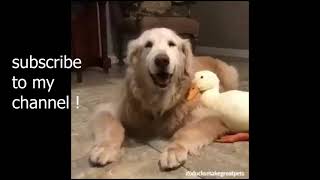 🤣 Funniest 🐶 Dogs and 😻 Cats - Awesome Funny Pet Animals Videos by funny animalfun 189 views 2 years ago 4 minutes, 17 seconds