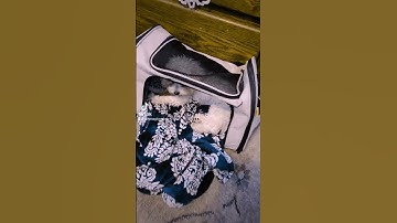 Thumbnail of What Snowy Sees (Using Dog Vision Filter) #pets #poochon #puppy #dog
