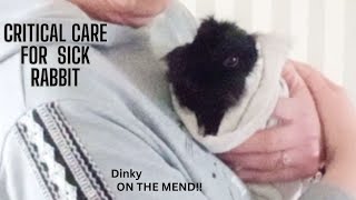 feeding a rabbit/problems with shedding season/rabbit critical care by Binky Bunny's Way 303 views 2 months ago 6 minutes, 7 seconds