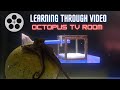 Teaching an octopus through  octopus tv room  episode 2