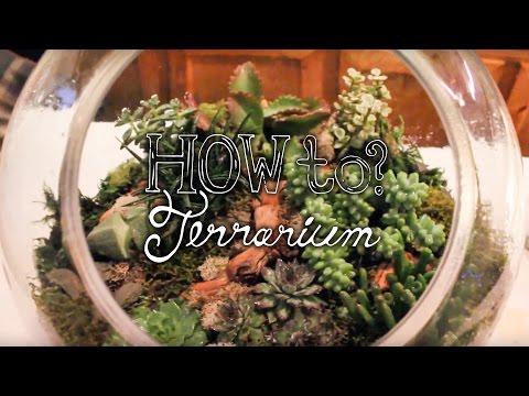 Make a Succulent Terrarium - How to Terrarium ep. 1