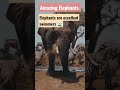 Cute &amp; Amazing Elephants 🐘🤩 #shorts