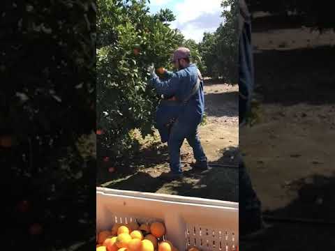 Piscando Naranja con Family Grown Inc en Orange Cove California