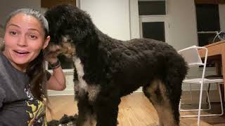Bernedoodle Grooming - Adult Summer Cut