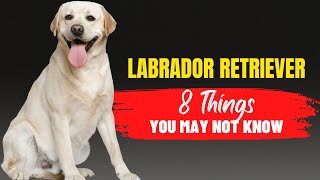 Adopting a Labrador Retriever? Here are 8 crucial things to keep in mind! | Dog Genesis