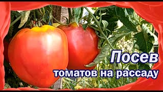 Посев томатов на рассаду.