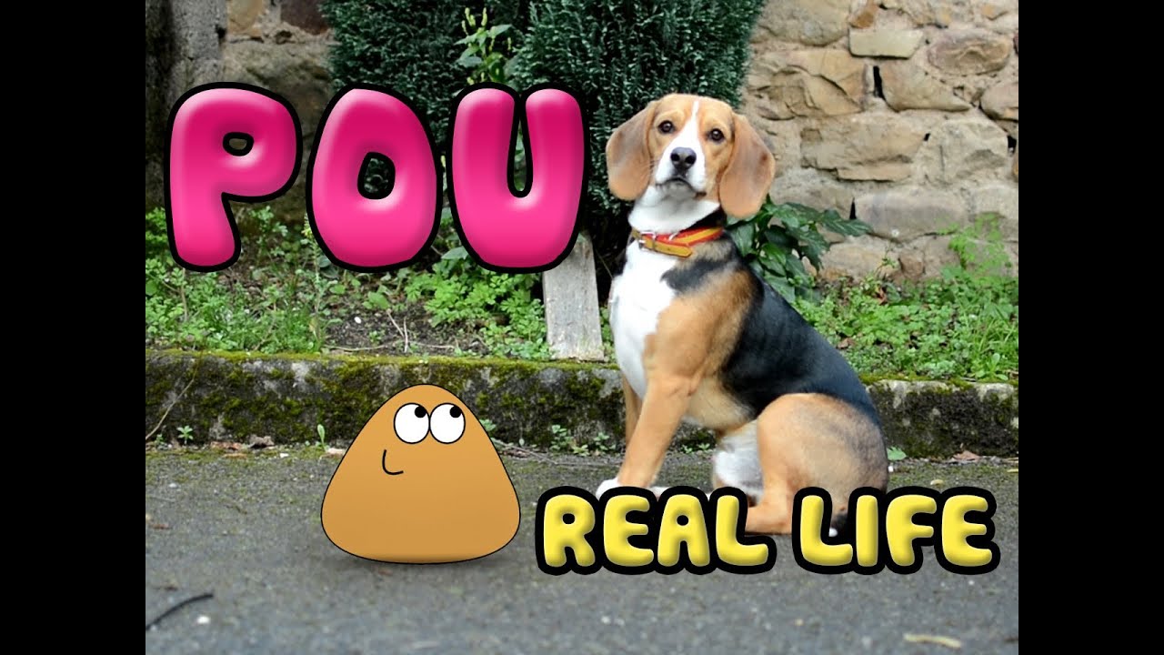 Pou in real life! on Make a GIF