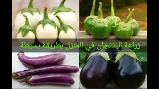 كيف ازرع الباذنجان في المنزل بطريقة سهلة و بسيطة ?