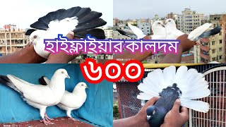 কম দামে হাইফ্লাইয়ার কালদম কবুতর কিনুন। Highflyer Indian kaldom Pigeons For Sell