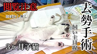 【去勢手術】鎮痛剤から手術までノーカット/Japan Cat Spay 【保護子猫】