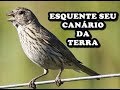 Esquente seu Canário da Terra em 5 minutos