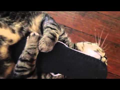 My Cat Don't Give My Slippers Back
