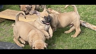 A working dog is a happy dog part 2 | Boerboel family protection by Large Dog Xperience 1,285 views 1 year ago 6 minutes, 26 seconds