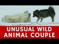 Unlikely animal FRIENDSHIP of a dog &amp; polar bears