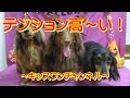 テンション高～い！【ペットサロン ドッグホテル】0224　やけにテンションの高いダックスちゃん（笑）人が大好きで、人懐っこいんです♪ 今回2回目の来店、初めてのお泊まりですが、とってもお利口さんです…