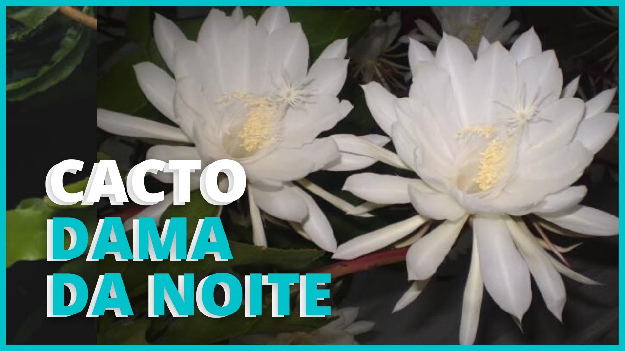 A FLORAÇÃO DO CACTO DAMA DA NOITE - EPIPHYLUM OXYPETALLUM / Um Cacto lindo  que floresce só a noite 🌸 - thptnganamst.edu.vn