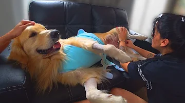 Como tirar a sujeira da barriga do cachorro?