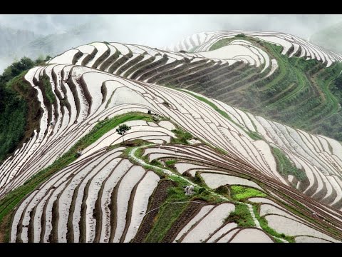 КИТАЙ: Путь чая - 12. КРАСИВЫЕ РИСОВЫЕ ТЕРРАСЫ