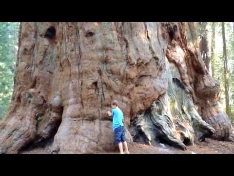 Video: Was ist der größte Baum in Russland? Der Name des größten Baumes in Russland