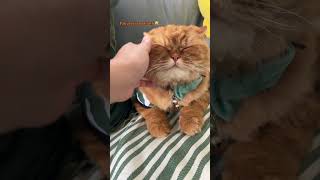 Me Trying To Sneak A Quick Cheek Pinch シ