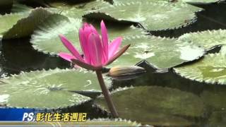 103-07-16 陜西社區生態公園，水蓮花開景色宜人