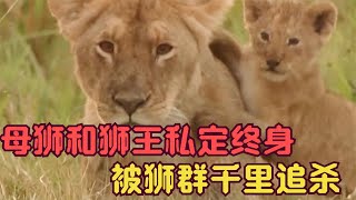 狮王爱上流浪母狮，出轨后偷偷生下4只幼崽，结果被母狮群追杀 | Lion