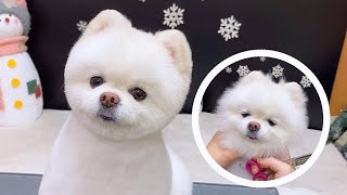 포메 다이아의 얼컷영상🐻 (pomeranian grooming ,포메곰돌이컷)