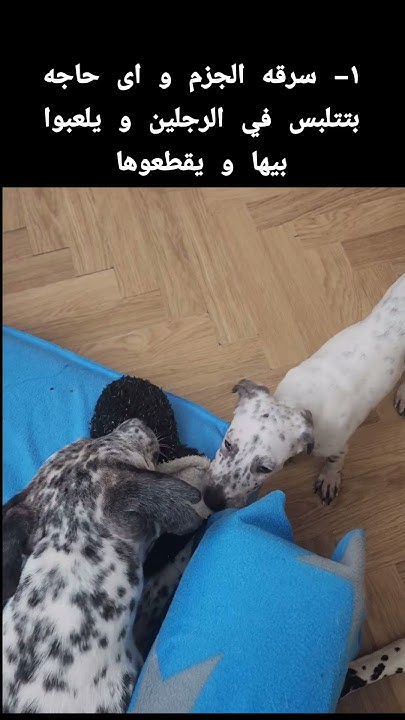 4-ways-my-dogs-hurt-my-heart-with-dogs-mydogs