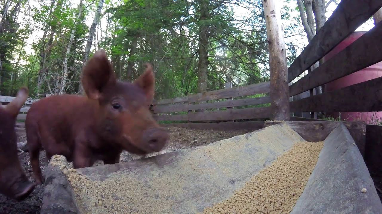 GOPR3539 camera iphone 8 plus apk