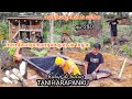 tanam keladi lanjut membantu wirta kunil kunil membuat kolam penampungan air, hidup di hutan eps280