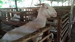 Peternakan Susu Kambing