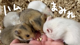 【巣分け】ハムスターの赤ちゃん成長記4【 Hamster's Daily Life】