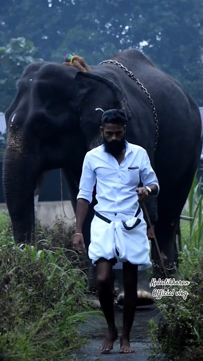 2024 കർക്കിടകം 1 #aana #hathi #aanaipatty #song