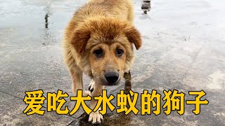 Dog recipes are so miscellaneous! After the heavy rain  there are big water ants everywhere  but th