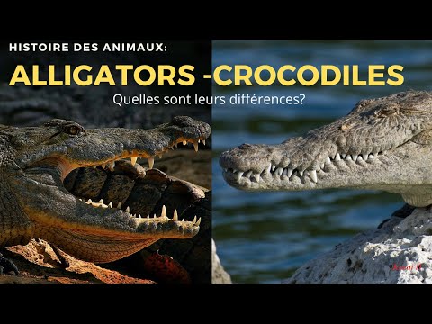 Vidéo: Quelle est la différence entre les alligators et les crocodiles ?