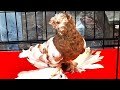 Двухчубые Мирового Класса! Двухчубые голуби. Tauben. Pigeons. Palomas. Pombos. 비둘기.