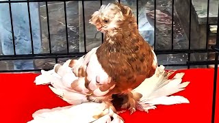 Двухчубые Мирового Класса! Двухчубые голуби. Tauben. Pigeons. Palomas. Pombos. 비둘기.