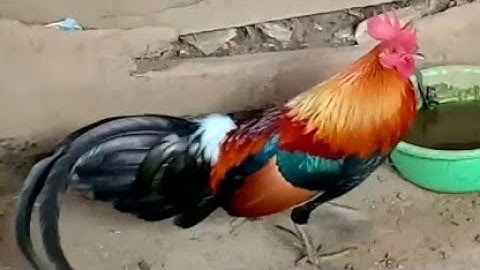 Domesticated chickens from the second forest qaib qug hav zoov ntau poj zoo nkauj