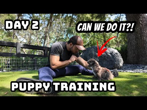 14 Days to Train a Bulldog Puppy: Sit, Stay & Come in 5 Minutes a Day (Day 2)