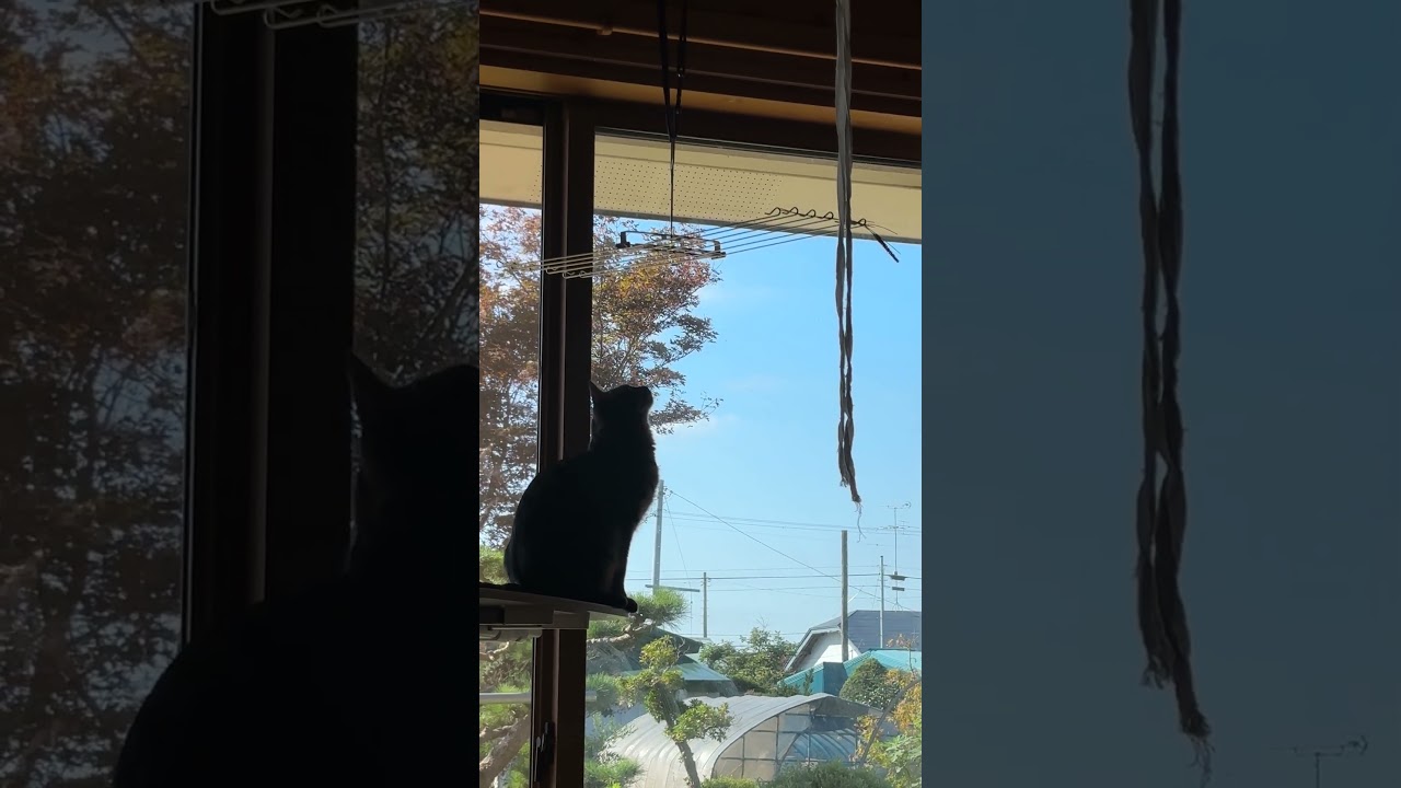 とにかく上に登りたい!とにかくネコジャラシをつかみたい! #猫 #cat #猫のいる暮らし