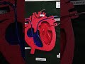 🫀 How Blood Circulates in Heart | Working Model