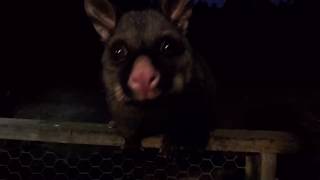 Bad Poss exclusive trailer