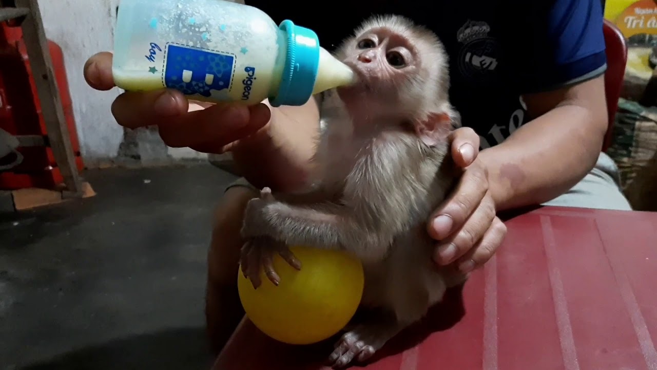 Monkey Mun Drinks Corn Milk Made By His Mother At Home