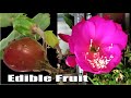How to get fruit from an orchid cactus epiphyllum