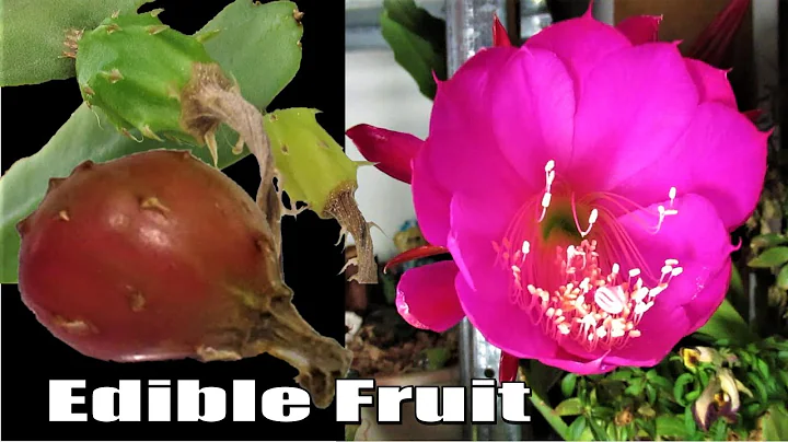 How To Get Fruit From An Orchid Cactus EPIPHYLLUM - DayDayNews