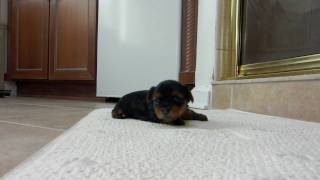 Yorkie Puppy 3 Weeks Old by mkant69 381 views 13 years ago 16 seconds