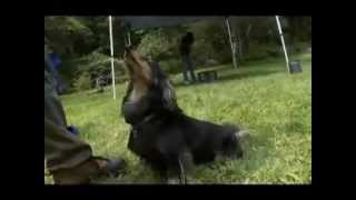 Dogs 101 Dachshund.mp4 by Puppies inchennai 7,588 views 12 years ago 4 minutes, 38 seconds