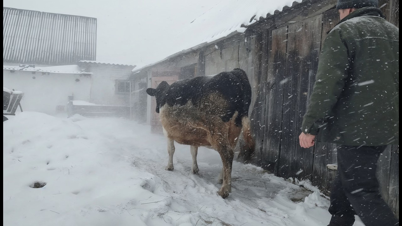 Сільські турботи взимку. Сніг, дрова і звуки села
