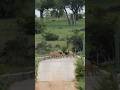 What a sight! The Kambula pride and Ndhzenga males crossing West Street Bridge 🦁 #lions #safari