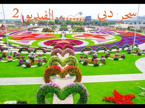 فيديو: Zinia (63 صورة): وصف للزهور وتصميم فراش زهرة في الحديقة. أصناف سنوية ودائمة. الغرس والرعاية والأمراض والآفات